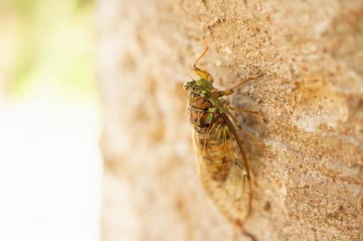 セミのオス・メスを簡単に判断｜見分け方を写真で解説 - KONCHU ZERO